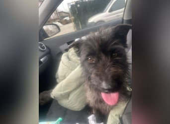 Xana, Hundemama sucht liebevolles Zuhause