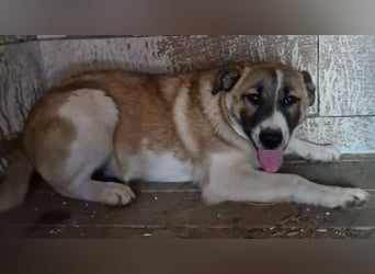Tyler, kleiner Hundemann auf der Suche nach dem Glück