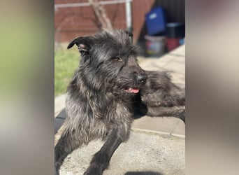 Xana, Hundemama sucht liebevolles Zuhause