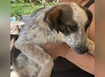 Ani, kleines Hundemädchen sucht ihre Menschen