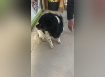 Maya, zauberhafte Hündin sucht Gesellschaft