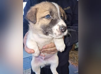 Tyler, kleiner Hundemann auf der Suche nach dem Glück