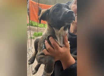 Ava, zauberhaftes Hundemädchen sucht ihre Menschen