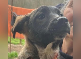 Ava, zauberhaftes Hundemädchen sucht ihre Menschen