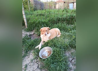 DIANA❤ EILIG! sucht Zuhause oder Pflegestelle