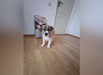 Tyler, kleiner Hundemann auf der Suche nach dem Glück