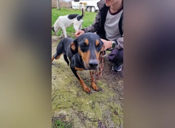 LOVY ❤️ Sehr EILIG! sucht Zuhause oder Pflegestelle