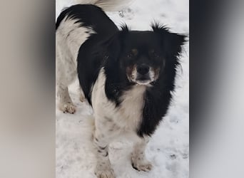 Maya, zauberhafte Hündin sucht Gesellschaft