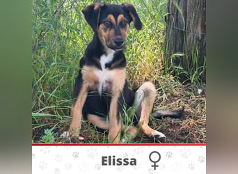 ELISSA ❤ EILIG! sucht Zuhause oder Pflegestelle