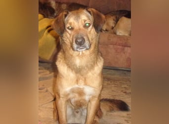 CARLOS ❤️ sucht Zuhause oder Pflegestelle