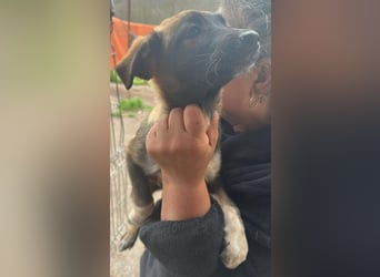 Alleen, kleine Schönheit sucht liebevolles Zuhause