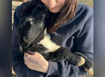 Wolle, lustiger Hundebub sucht sein Glück