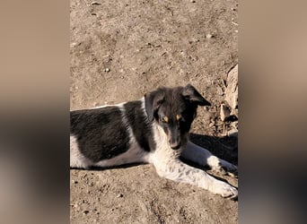 Vasko, hübscher Hundebub sucht liebevolle Menschen