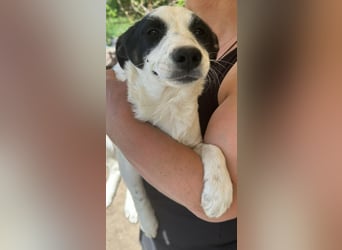 Amelia, kleines Hundefräulein sucht liebevolle Hände