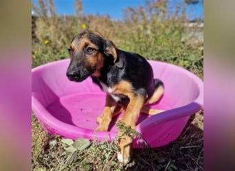 YARA ❤ wartet in 26676 Barßel auf Dich