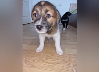 Titus sucht seine Menschen für immer