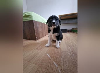 Toffy, kleines Hundemädchen sucht liebevolle Hände