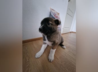 Timi, kleiner Hundemann sucht seine Menschen