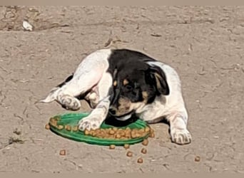 Vasko, hübscher Hundebub sucht liebevolle Menschen