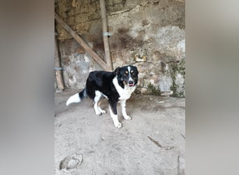 ASTRA❤ EILIG! sucht Zuhause oder Pflegestelle