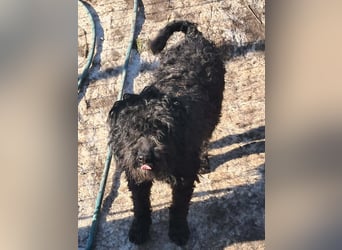 Milla, schwarzer Wuschel sucht Körbchen