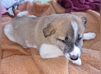 Tyler, kleiner Hundemann auf der Suche nach dem Glück