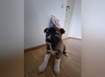 Timi, kleiner Hundemann sucht seine Menschen