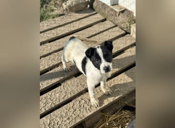 Xia,  verschmust, liebenswert sucht ihr Körbchen