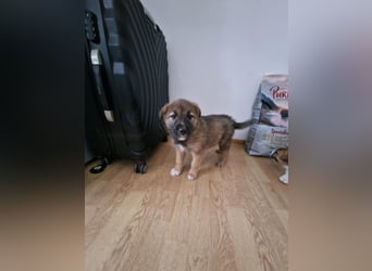 Tomi, kleiner Zwerg sucht sein passendes Körbchen