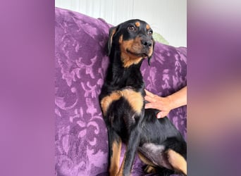 ELLY ❤ EILIG! sucht Zuhause oder Pflegestelle