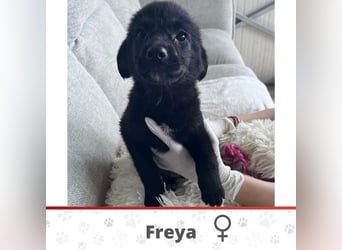 FREYA ❤️  wartet in 97422 Schweinfurt auf Dich