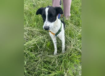 Xia,  verschmust, liebenswert sucht ihr Körbchen