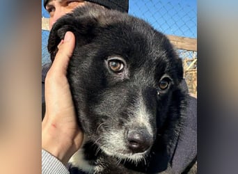 Woopy, wunderschönes Hundemädchen sucht zuverlässige Menschen