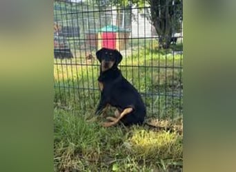 ELLY ❤ EILIG! sucht Zuhause oder Pflegestelle