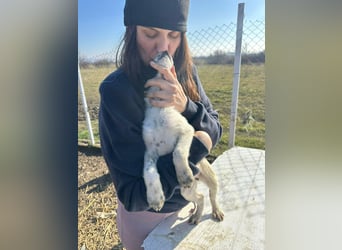 Xia,  verschmust, liebenswert sucht ihr Körbchen