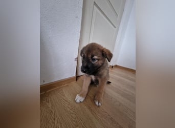 Tomi, kleiner Zwerg sucht sein passendes Körbchen