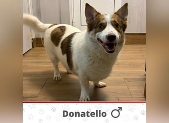 DONATELLO ❤️ sucht Zuhause