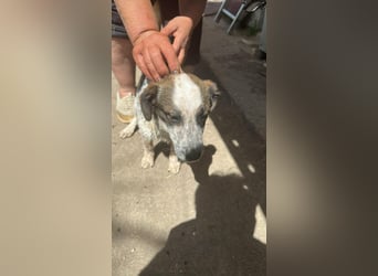 Ani, kleines Hundemädchen sucht ihre Menschen