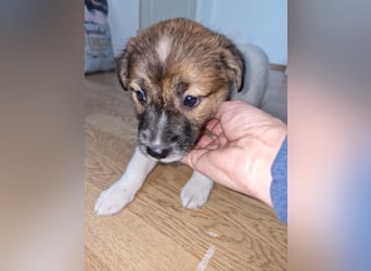 Titus sucht seine Menschen für immer