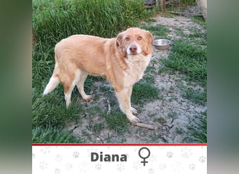 DIANA❤ EILIG! sucht Zuhause oder Pflegestelle