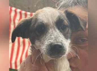 Ani, kleines Hundemädchen sucht ihre Menschen