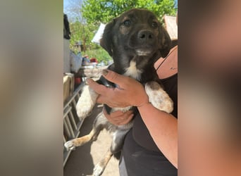 Alleen, kleine Schönheit sucht liebevolles Zuhause