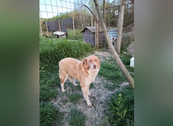 DIANA❤ EILIG! sucht Zuhause oder Pflegestelle