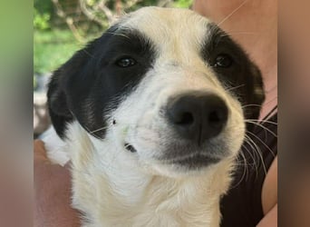 Amelia, kleines Hundefräulein sucht liebevolle Hände