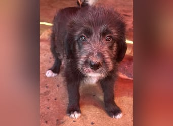Dolly, kleines Hundemädchen sucht Familie