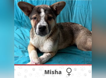MISHA ❤ EILIG! sucht Zuhause oder Pflegestelle