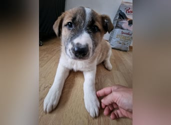 Tyler, kleiner Hundemann auf der Suche nach dem Glück