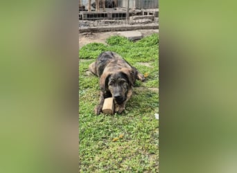 DENIS ❤ EILIG! sucht Zuhause oder Pflegestelle