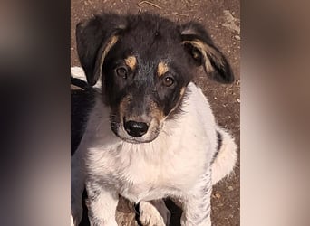 Vasko, hübscher Hundebub sucht liebevolle Menschen