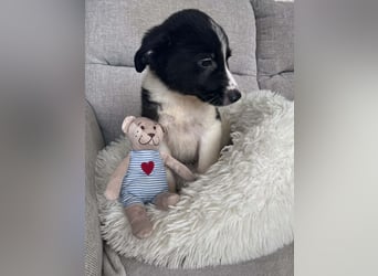 FILOU ❤️ SEHR EILIG! sucht Zuhause oder Pflegestelle